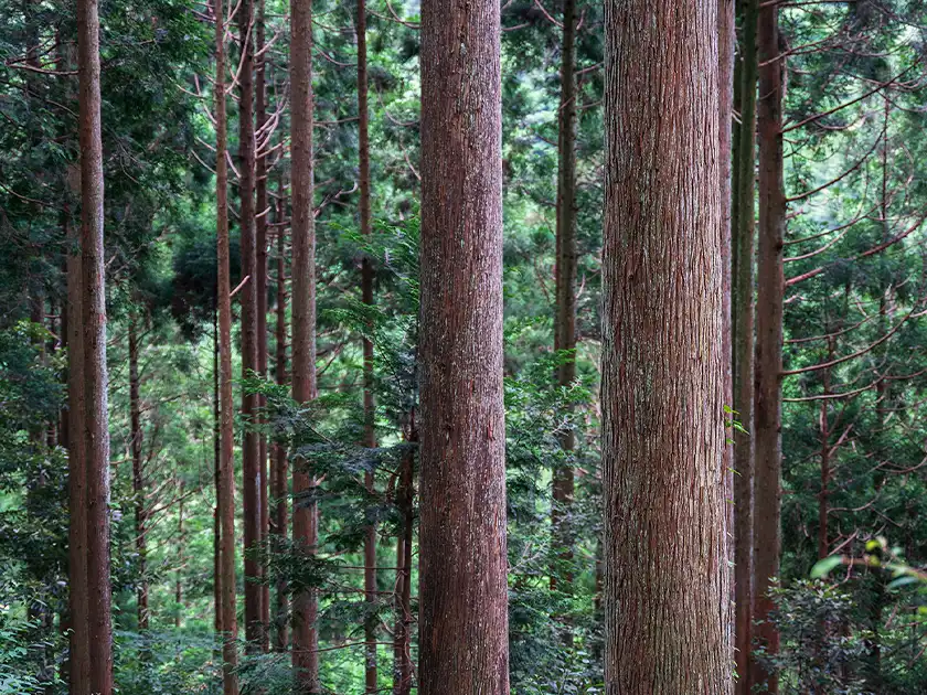 木を活かす
